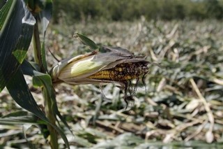 Can the World Still Feed Itself?