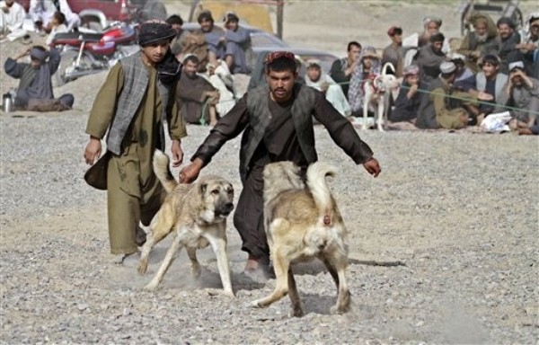 UN Finds 'Systematic' Torture in Afghanistan
