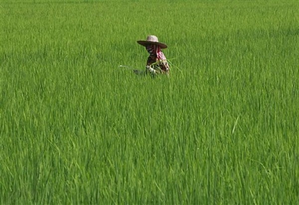 The Volatile World Politics of Rice