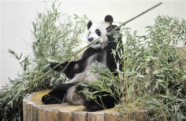 Pandas: World's Most Useless Creatures