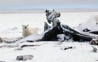 Canada & Russia Must Cooperate in Arctic