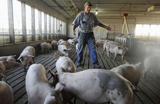Israel's Pork Problem
