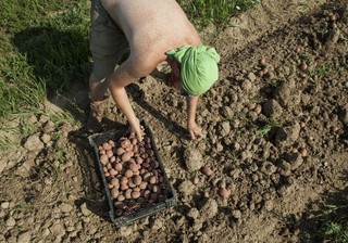 What Potatoes Say About U.S. Democracy
