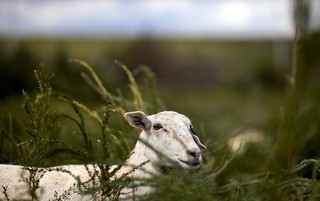 Outrage over Islands Full of Goats Is Crazy