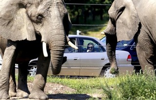 Africa's War Against Elephant Poachers