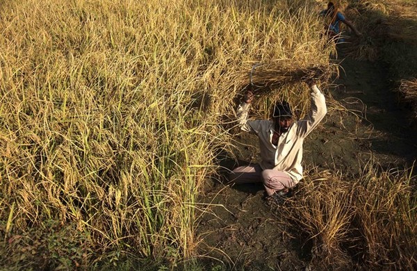 How Rice Is Causing a Crisis in Thailand