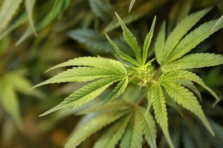 Legalizing Pot Won't Curb the Drug War
