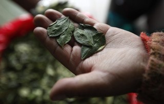 The Condemned Coca Leaf