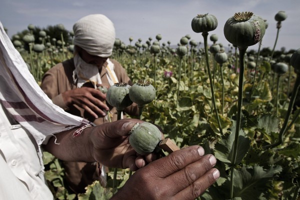 Making Peace with Afghanistan's Poppies