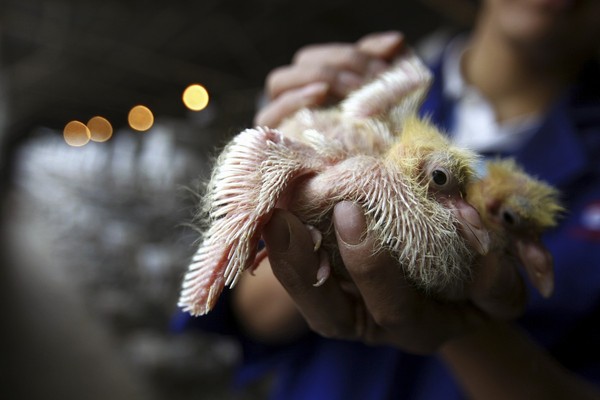 China's Food Is Scary