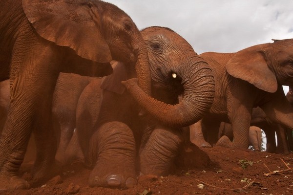 Inside the Industry Poaching Africa's Elephants
