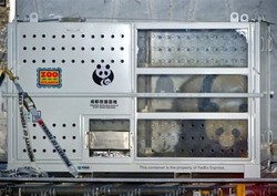 U.S.- Born Pandas Return to China