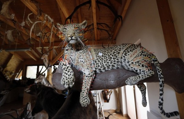 Ahmadinejad's African Safari