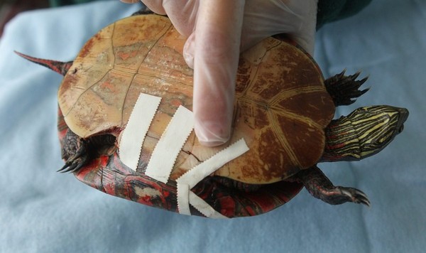 Why Costa Rica's Drug Addicts Kill Turtles
