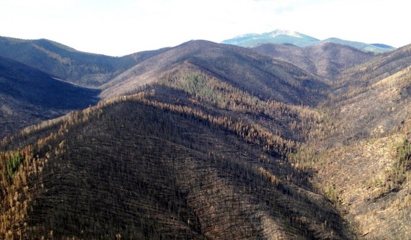 Germany's Mysterious Swastika Forests