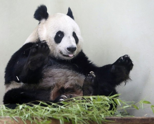 Pandas, Sex and Communism