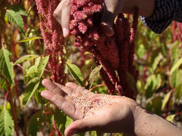 The Next Global Wonder Food