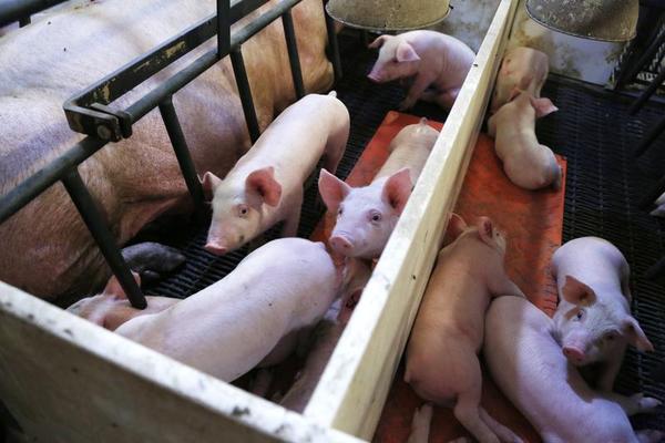 Chinese Farmers, American Farms