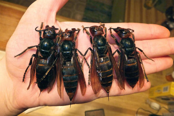 How to Kill China's Deadly Giant Hornets