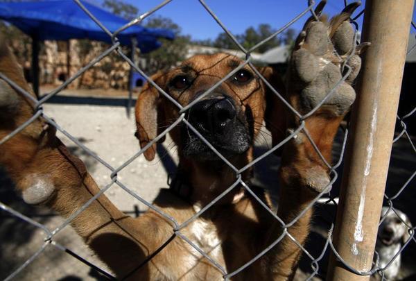 China Killed Your Dog. Are You Next?