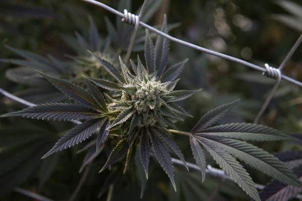 Why Pot Is Great for Canada