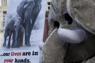 Saving Elephants from Criminals and Jihadists