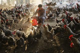 Preserving China's Farmland
