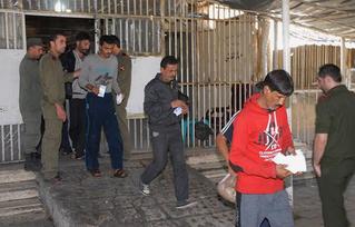 What Makes British Muslims Go to Syria?