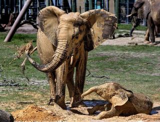 100K Elephants Killed by Poachers in 3 Years