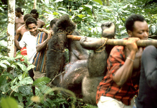 Smuggled Bushmeat: Ebola's Back Door to U.S.?