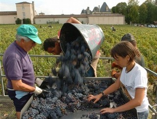 French Wines Under the Crush of Climate Change