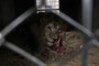 Gaza's Only Zoo For Sale