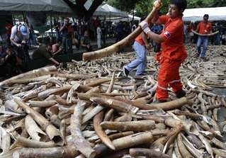 Chinese State Visit and an Animal Slaughter in Africa