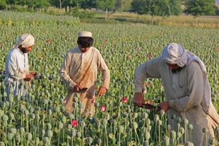 Afghan Opium Production at All-Time High