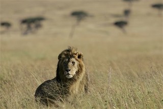 Tanzania Evicts 40,000 so Dubai's Princes can Play