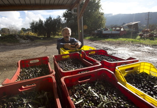 The Black Year of Italian Olive Oil