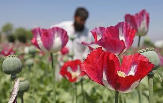 The Narco-State of Afghanistan