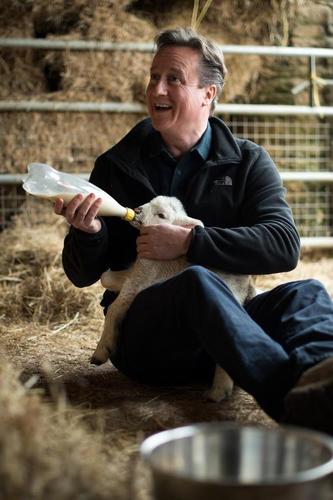 Cameron, the Prime Minister Who Lost His Will