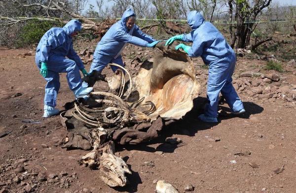 Poaching the Animal Worth More than Gold
