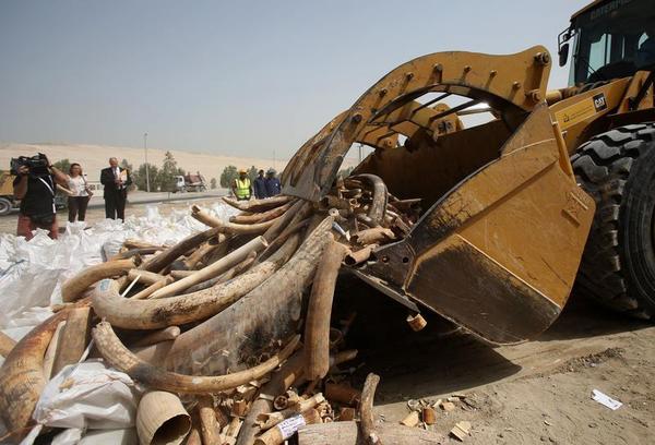 Why Countries Are Destroying Ivory Stockpiles