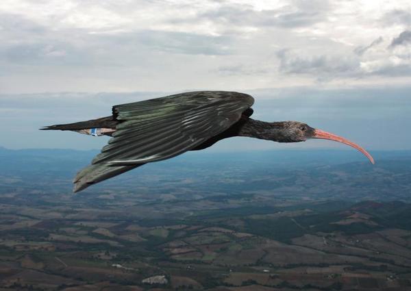 ISIS Could Drive a Rare Bird to Extinction
