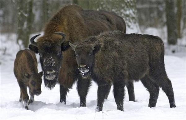 Poland to Its Bison: Be Fruitful and Multiply