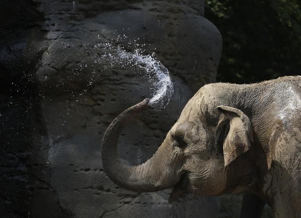How Killing Elephants Finances Terror