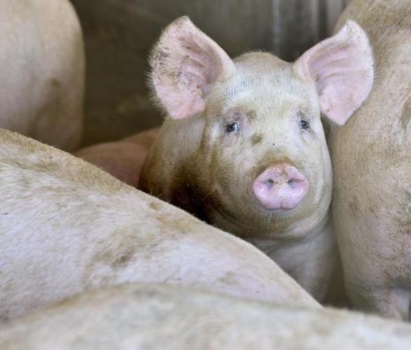 France's Agricultural Model Is in Trouble