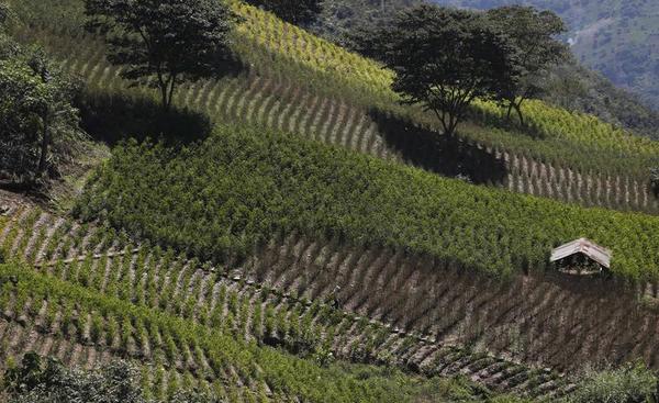 Bolivia's Hollow Victory in the War on Drugs