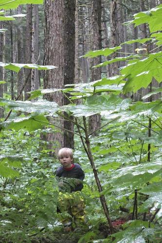 Why the World's Forests Are Growing Back