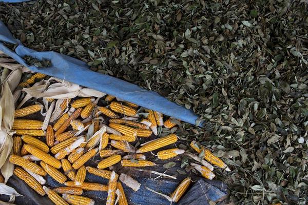 Colombia is Again World's Top Producer of Coca
