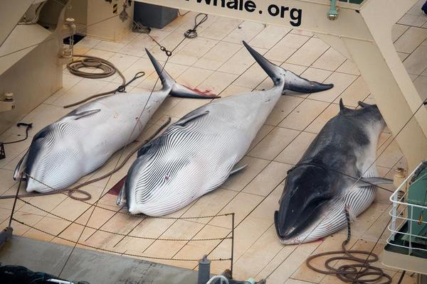 Japan Goes Back to Hunting Whales