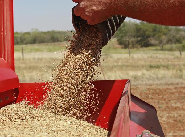 Syria's Most Unconventional Weapon: Wheat