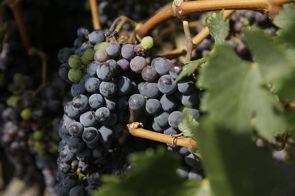 China's Thirst for Wine Has Chile Raising a Glass